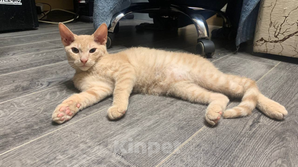 Кошки в Уфе: 3 котенка Мальчик, Бесплатно - фото 7