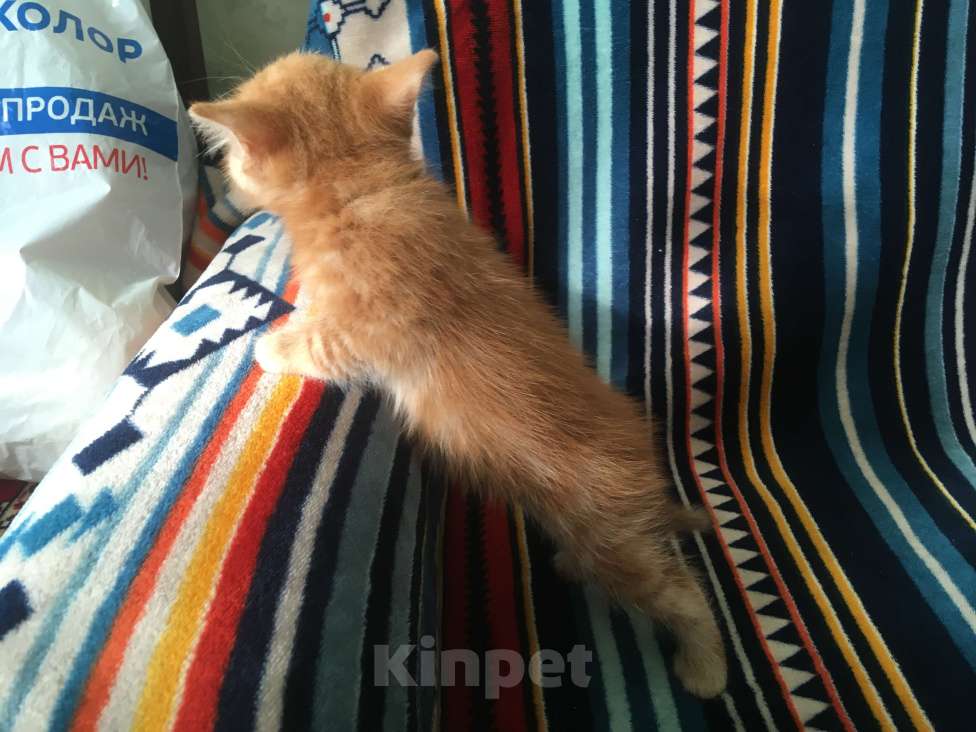 Кошки в Москве: Рыжик ищет свою семью Мальчик, 1 руб. - фото 9