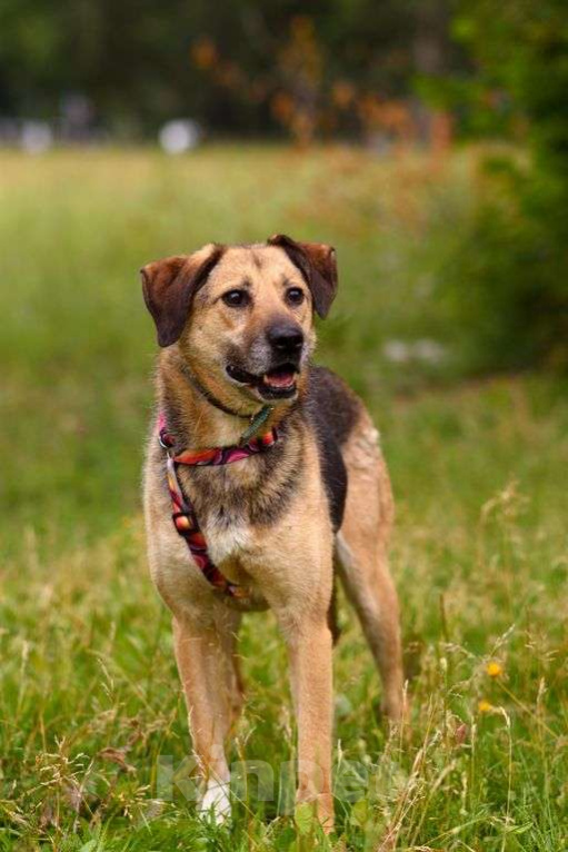 Собаки в Москве: Ясфира Девочка, Бесплатно - фото 2
