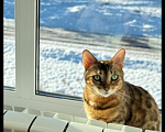 Кошки в Ижевске: Потерялась кошка ! 😿 Девочка, 1 000 руб. - фото 1