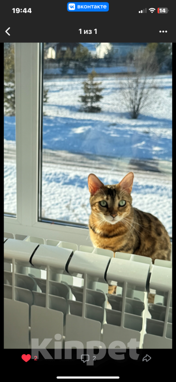 Кошки в Ижевске: Потерялась кошка ! 😿 Девочка, 1 000 руб. - фото 1