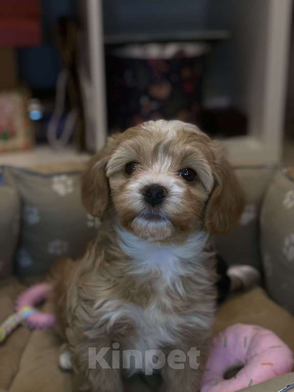 Собаки в Санкт-Петербурге: Мальтипу  Мальчик, 100 000 руб. - фото 3