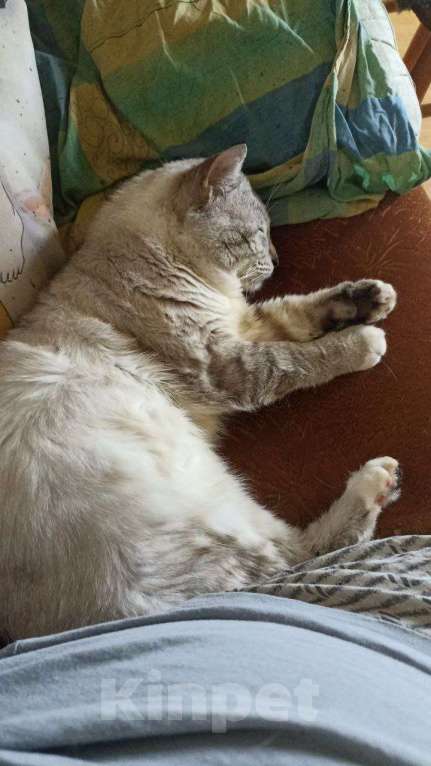 Кошки в Москве: Пропал кот Мальчик, Бесплатно - фото 9