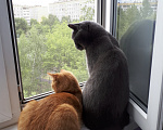 Кошки в Москве: Отдам в добрые руки Мальчик, Бесплатно - фото 2