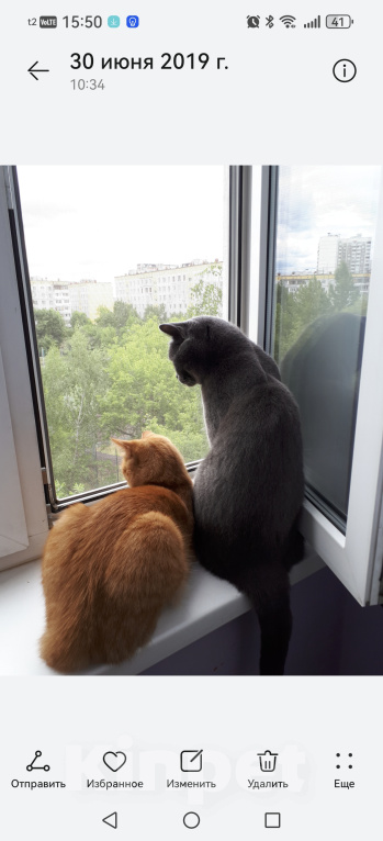 Кошки в Москве: Отдам в добрые руки Мальчик, Бесплатно - фото 2