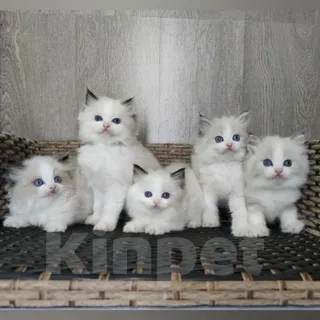 Кошки в Уфе: Рэгдолл очаровательные девочки биколор Девочка, 37 000 руб. - фото 1