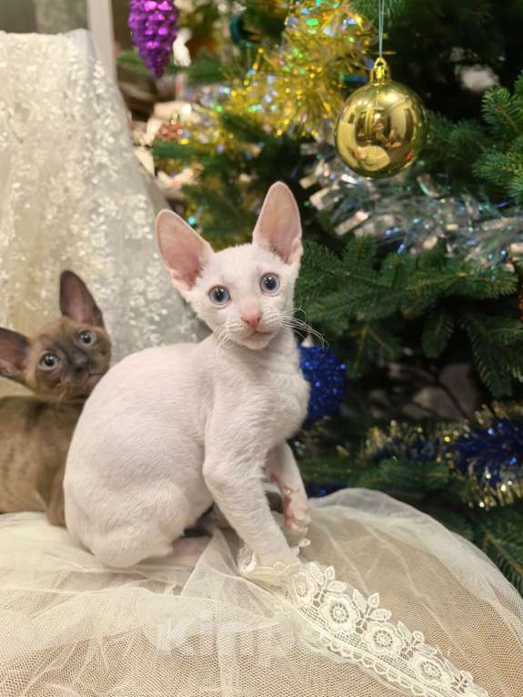 Кошки в других городах Тульской области: Нежный кудрявый ангел - белоснежная, голубоглазая красотка. Девочка, 50 000 руб. - фото 3