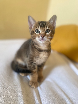 Абиссинец котенок