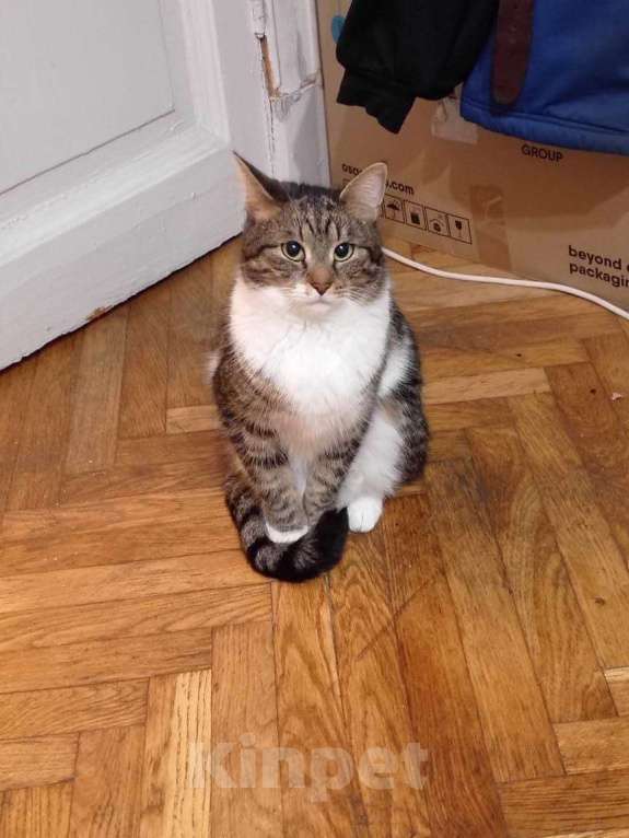 Кошки в Санкт-Петербурге: Ищем лучший дом для прекрасной кошечки Девочка, Бесплатно - фото 3