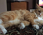 Кошки в Кингисеппе: Продаются котята Курильского бобтейла, 3 500 руб. - фото 5