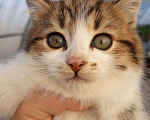 Кошки в Кузнецке-8: Котята от замечательной мамы, мышеловки, 1 руб. - фото 2