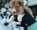 Собаки в Екатеринбурге: Одно месячные щенки Мальчик, Бесплатно - фото 5