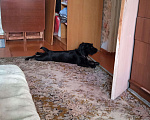 Собаки в Комсомольске-На-Амуре: Отдам в добрые руки  Девочка, 5 руб. - фото 2