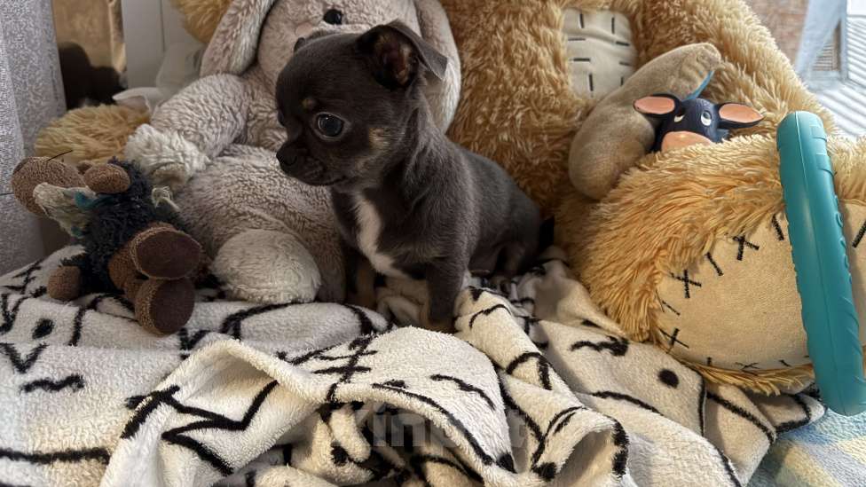 Собаки в Томске: Щенок чихуахуа мальчик г/ш Мальчик, 35 000 руб. - фото 8