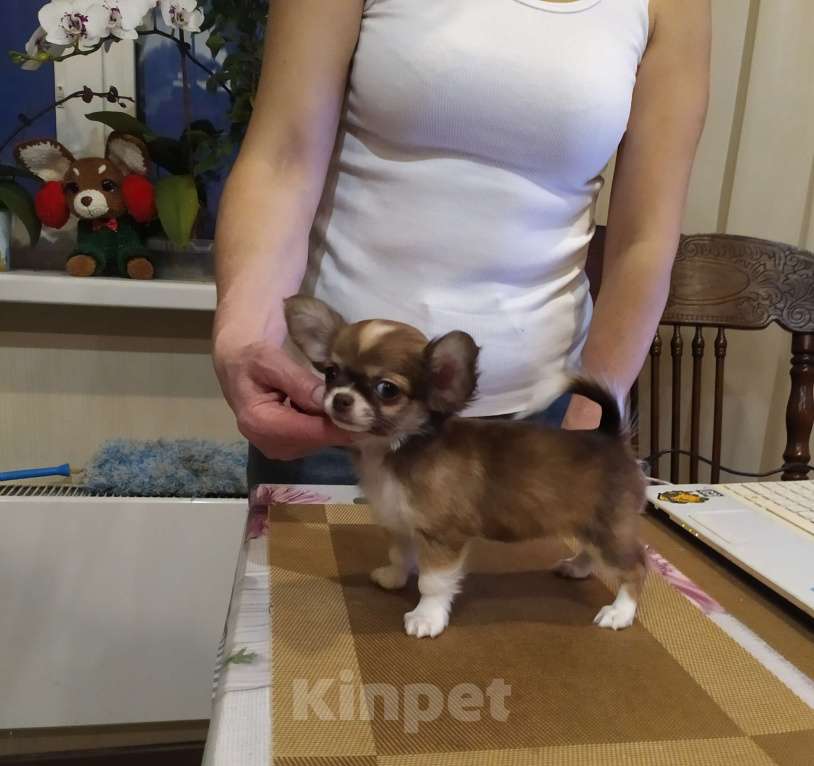 Собаки в Москве: Кукольная дш красавица чихуахуа  Девочка, 60 000 руб. - фото 5