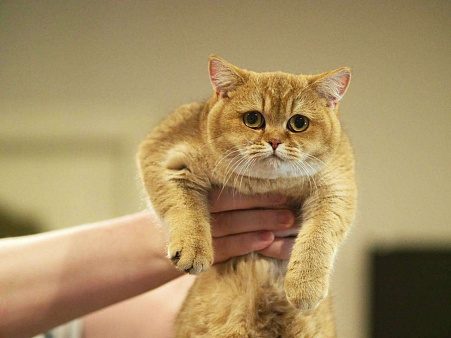 Объявление: Британский котенок. Шоколадная девочка, 60 000 руб., Владивосток