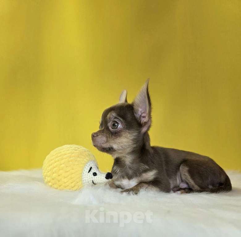 Собаки в Балашихе: Алистер Мальчик, 40 000 руб. - фото 4