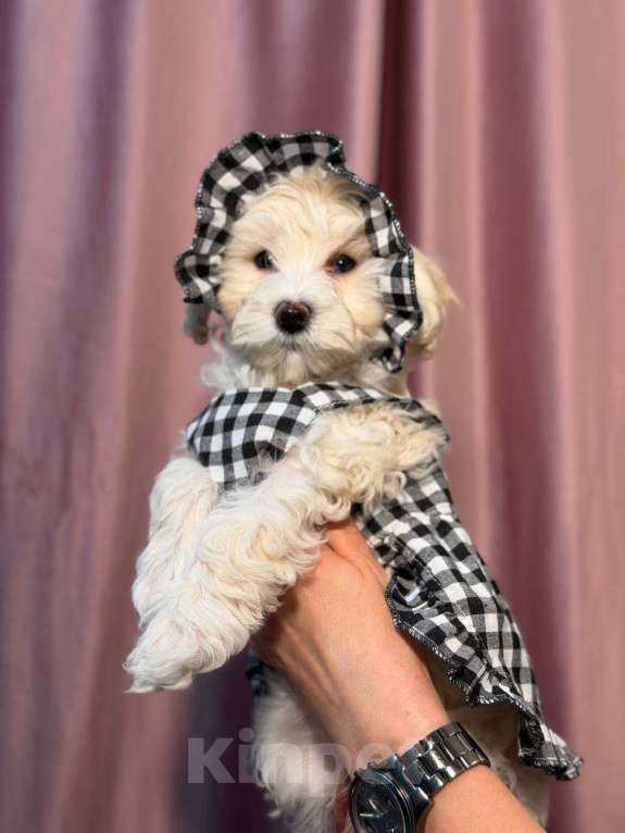 Собаки в Красногорске: Мальтипу девочка Девочка, 100 000 руб. - фото 1