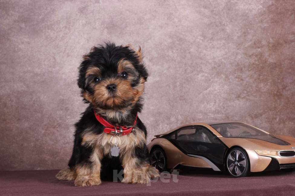 Собаки в Люберцах: Йоркширский терьер курносый  Юджет Мальчик, 50 000 руб. - фото 5