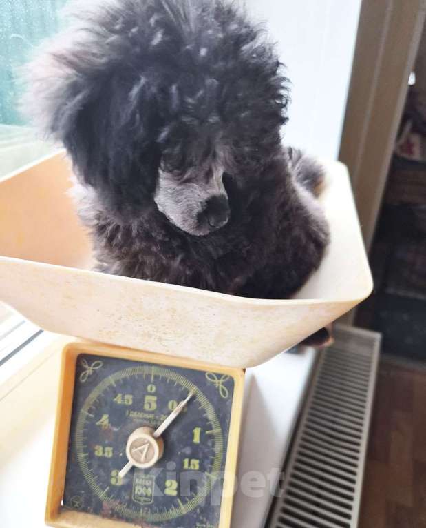 Собаки в Долгопрудном: Пуделя щенок той серебристая девочка  ИЛАЙДА  Девочка, 200 000 руб. - фото 2