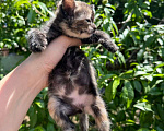 Кошки в Краснодаре: Подарим котенка  Девочка, Бесплатно - фото 1