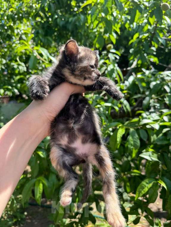 Кошки в Краснодаре: Подарим котенка  Девочка, Бесплатно - фото 1