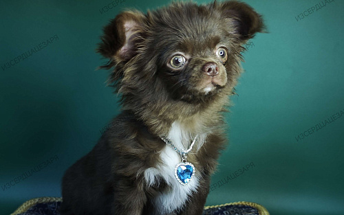 Шоколадный мальчик