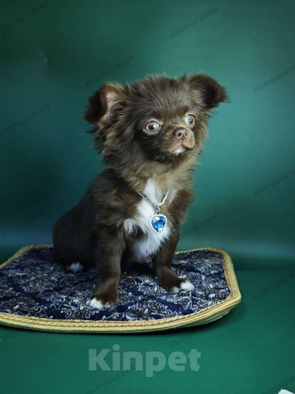 Собаки в Москве: Шоколадный мальчик Мальчик, Бесплатно - фото 3