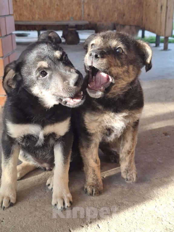 Собаки в Астрахани: "Щенки в добрые руки — крепкие дворовые!" Разнополые, Бесплатно - фото 6