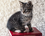 Кошки в Санкт-Петербурге: Котенок Мальчик, Бесплатно - фото 2