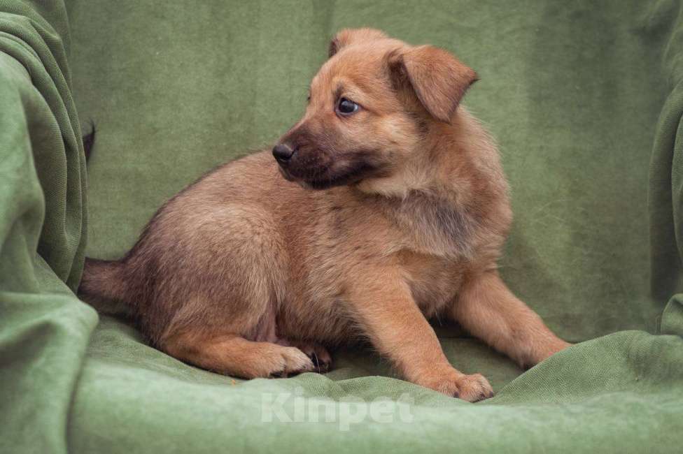 Собаки в Москве: щенок Бублик в добрые руки Мальчик, Бесплатно - фото 6