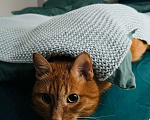 Кошки в Раменском: Рыжий Кот  Мальчик, Бесплатно - фото 2