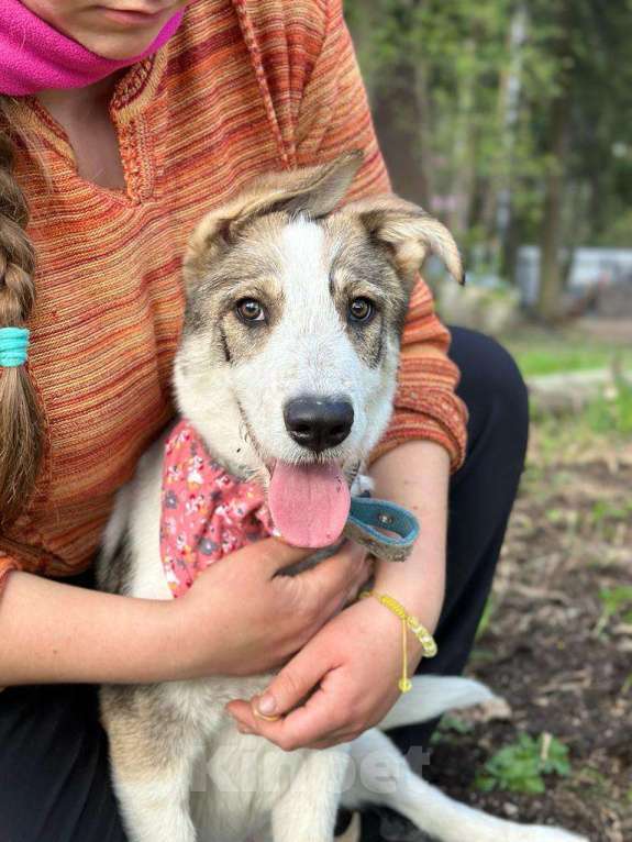Собаки в Москве: Щенок Макс — метис овчарки в добрые руки Мальчик, Бесплатно - фото 3