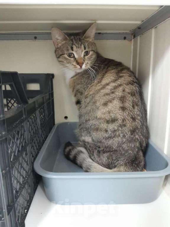 Кошки в Москве: Очаровательная Булочка ищет дом   Девочка, Бесплатно - фото 2