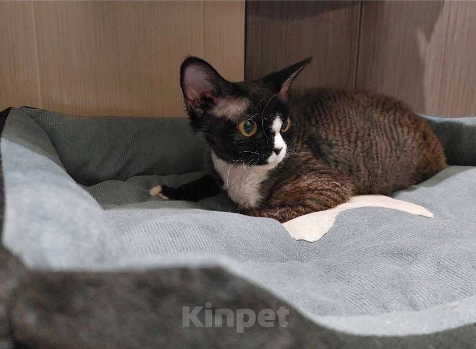 Кошки в Воронеже: Котенок девон рекс мальчик Мальчик, 100 000 руб. - фото 1