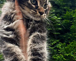 Кошки в Краснодаре: Котенок мейн кун Мальчик, 75 000 руб. - фото 6