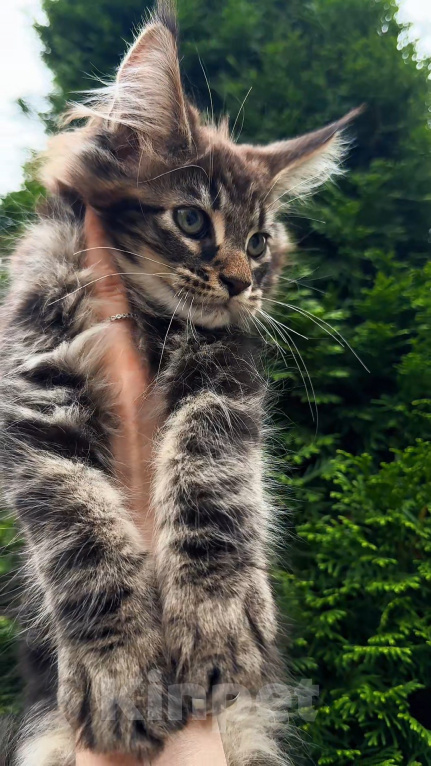 Кошки в Краснодаре: Котенок мейн кун Мальчик, 75 000 руб. - фото 6