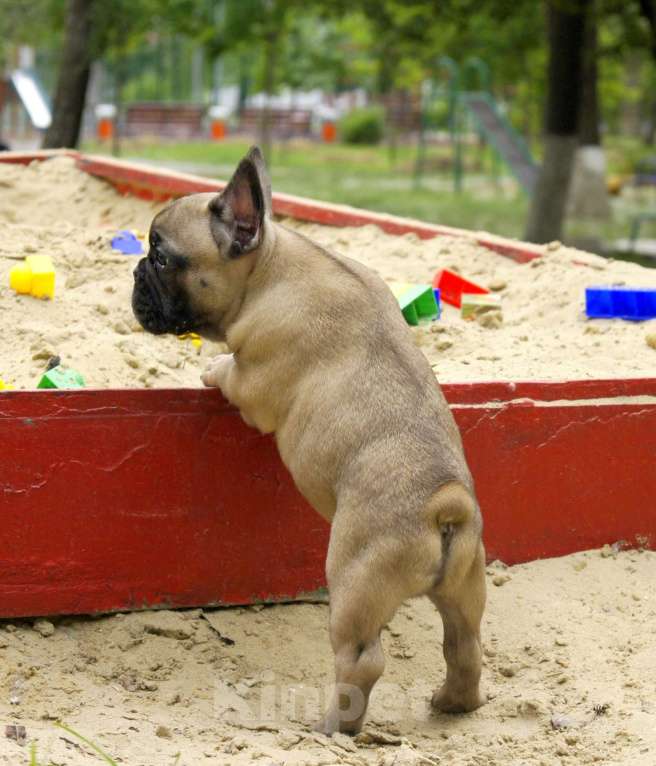 Собаки в Белгороде: Палевы мальчик Мальчик, 20 000 руб. - фото 2