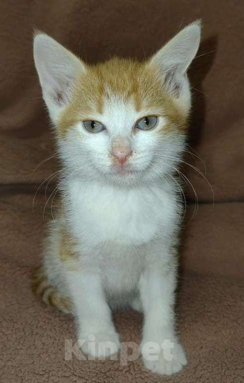 Кошки в Москве: Рыжие и серые котята 1,5 месяца в добрые руки Мальчик, 1 руб. - фото 6