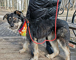 Собаки в Пушкино: Мила молодая собака в добрые руки бесплатно Девочка, 1 руб. - фото 4