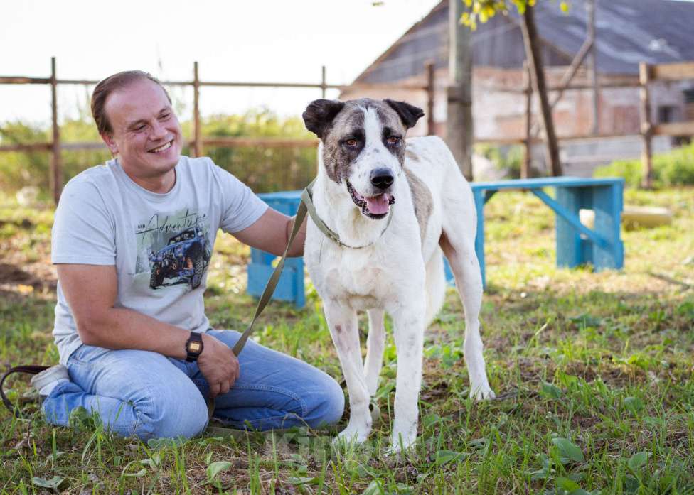Собаки в Москве: Супер-ласковый парень в добрые руки! Мальчик, Бесплатно - фото 2