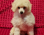 Собаки в Москве: Пудель той девочка белая Девочка, 100 000 руб. - фото 1