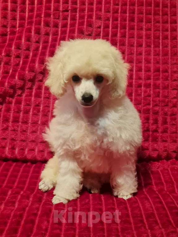 Собаки в Москве: Пудель той девочка белая Девочка, 100 000 руб. - фото 1