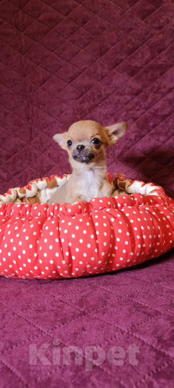 Собаки в Москве: Микро Кнопочка Девочка, 85 000 руб. - фото 4