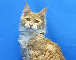 Кошки в Москве: Star Maine Coons Девочка, 75 000 руб. - фото 3