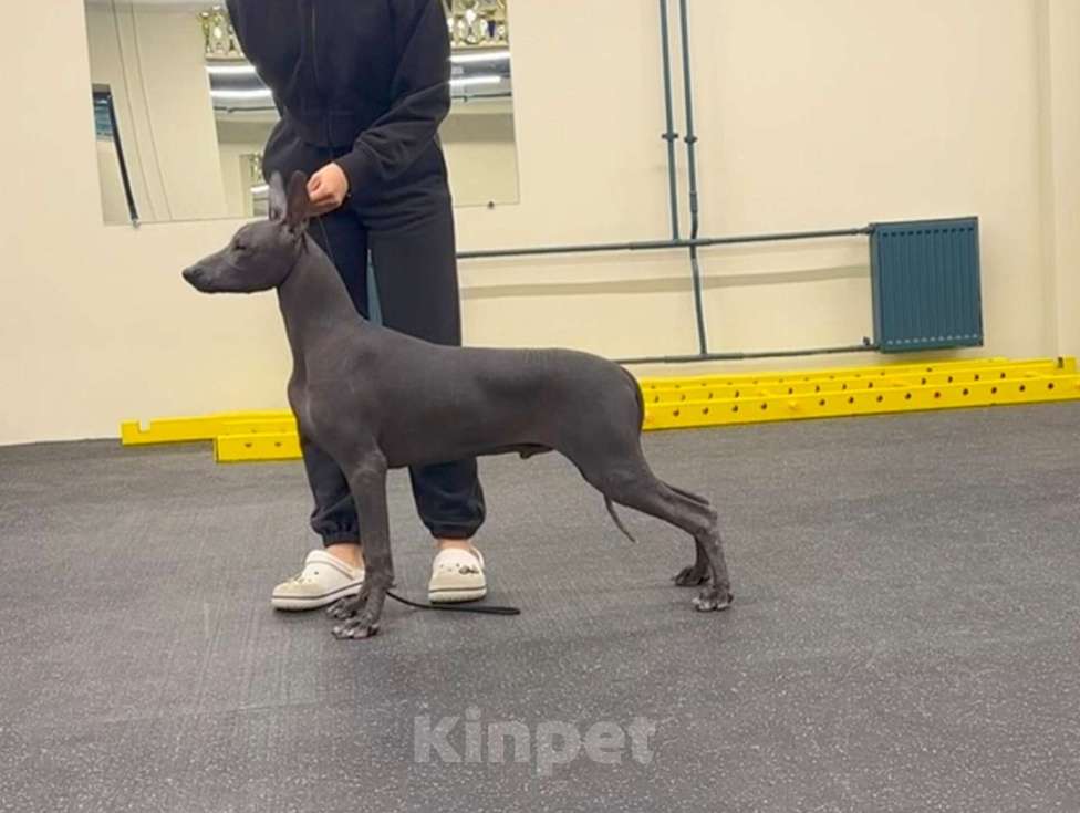 Собаки в Москве: Ксолоитцкуинтли стандартного размера Мальчик, 50 000 руб. - фото 1