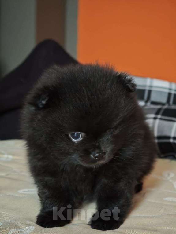 Собаки в других городах Московской области: Продам померанского шпица девочку 6 месяцев  Девочка, 38 000 руб. - фото 1