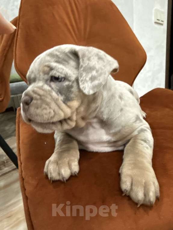 Собаки в Севастополе: Американский булли Девочка, 130 руб. - фото 7