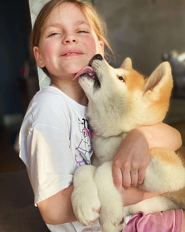 Объявление: Чудесный щенок Акита ину в поисках своей семьи., Бесплатно, Санкт-Петербург