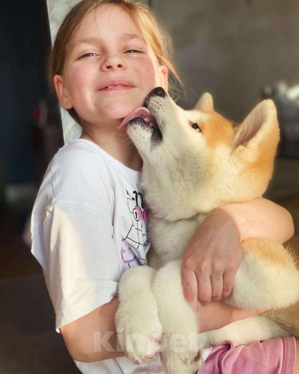 Собаки в Санкт-Петербурге: Чудесный щенок Акита ину в поисках своей семьи. Мальчик, Бесплатно - фото 1